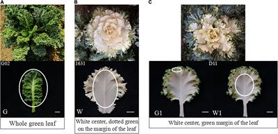 Transcriptome Analysis of Green and White Leaf Ornamental Kale Reveals Coloration-Related Genes and Pathways